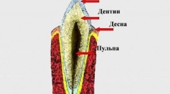 Промяна на зъбите на котката: какво трябва да знаете собственика
